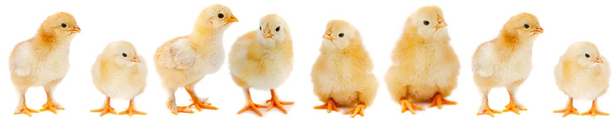 chicks2